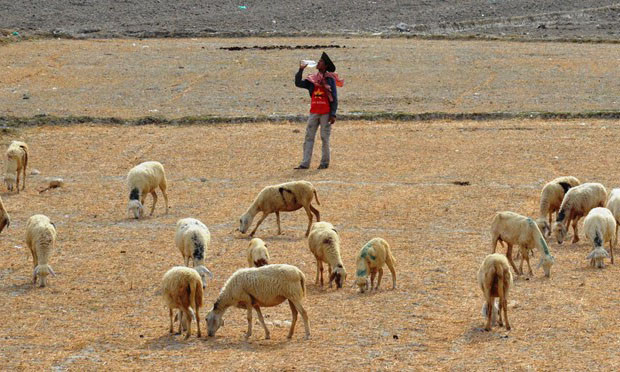 Ninh Thuận là một trong những địa phương có thể tiếp tục chịu hạn hán nặng khốc liệt năm 2016. 