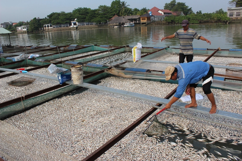 Cá bè chết hàng loạt, tiền tỷ trôi sông 