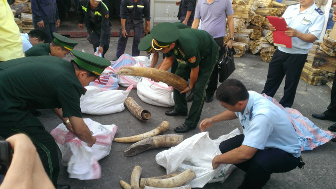 Lực lượng chức năng khám xét ngà voi phát hiện được trong container.