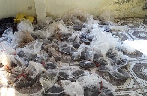 Gần 100 cá thể rắn hổ mang chúa bị thu giữ.