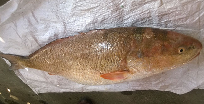 Cá lạ nghi cá Sủ vàng được ngư dân Bình Định đánh bắt ở vùng biển Phú Yên. Ảnh: Doãn Công/Dân trí