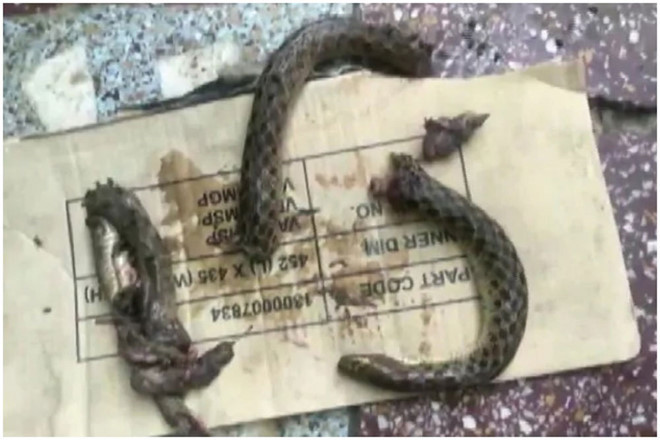 Con rắn bị cắn thành nhiều mảnh. Chụp màn hình: ANI