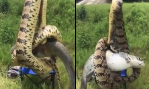 Đi câu cá người đàn ông phát hoảng khi câu được rắn ‘khủng’