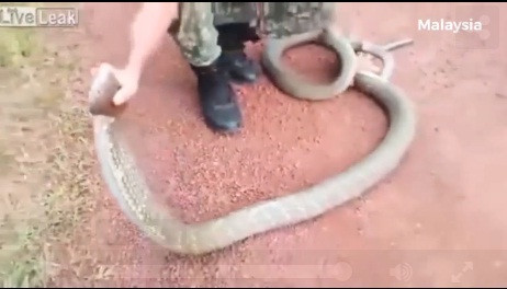 Thanh niên tay không bắt rắn hổ mang khổng lồ khiến người xem rợn tóc gáy