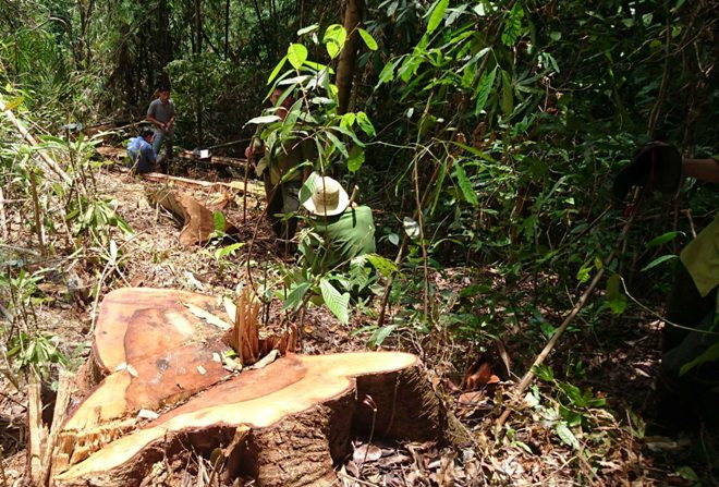 Cây dổi cổ thụ bị cưa hạ