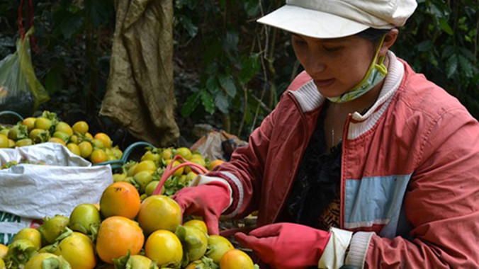 Không nên ăn quá nhiều hồng, đặc biệt là lúc đang đói. Ảnh: T.L.