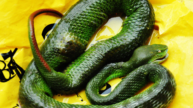 Rắn lục đuôi đỏ mang thai do người dân bắt được ở giữa khu dân cư huyện Mộ Đức. Ảnh: Trí Tín.