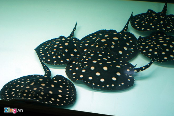 Sam cảnh có tên chính xác là cá đuối nước ngọt. Tuy nhiên, để tránh cái tên khơi gợi tới điều không may cho thú cưng và chủ nhân, cộng đồng chơi cá cảnh tại Việt Nam đặt tên loài này là sam. Cá sam được nuôi khá nhiều ở một số nước như Thái Lan, Malaysia,