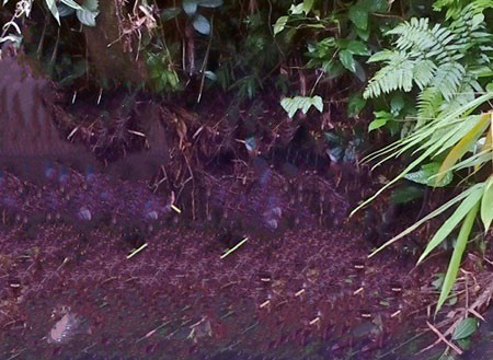 Bụi cây nơi anh Luân bị bắn chết