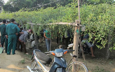 Vườn táo nhà bà Tùng, ông Tấn