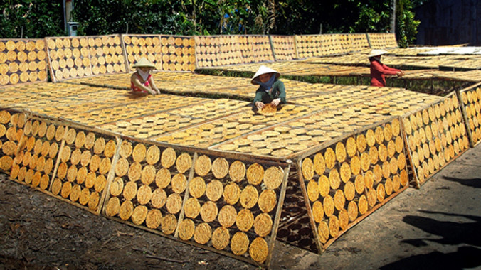 Để miếng chuối thành phẩm có màu vàng thì khâu phơi chuối là yếu tố quan trọng.