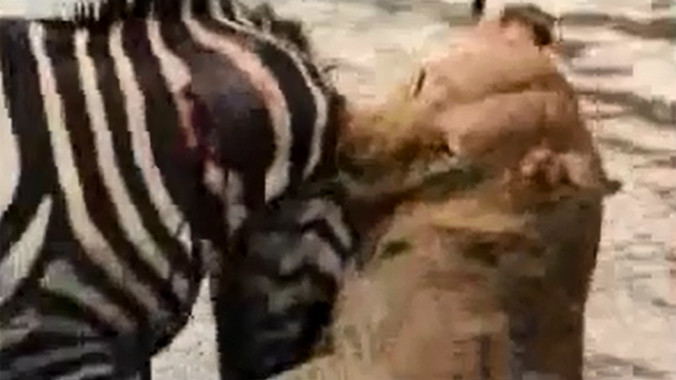 Kịch liệt cảnh ngựa vằn dìm sống sư tử trên sông