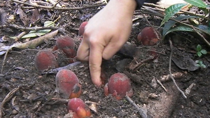 Nấm Ngọc cẩu mọc nhiều trên đỉnh Tây Côn Lĩnh. 