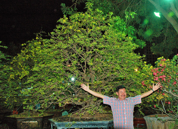 Sững sờ trước những cây mai tiền tỷ tại chợ hoa đêm 