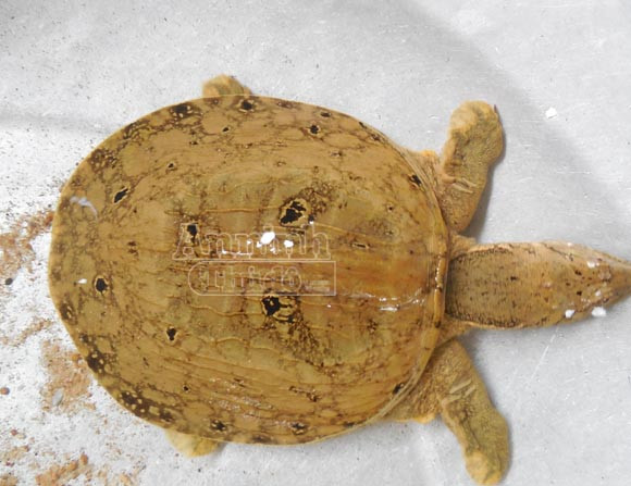 Phát hiện thêm 1 con ba ba hình mặt người ở Phú Yên