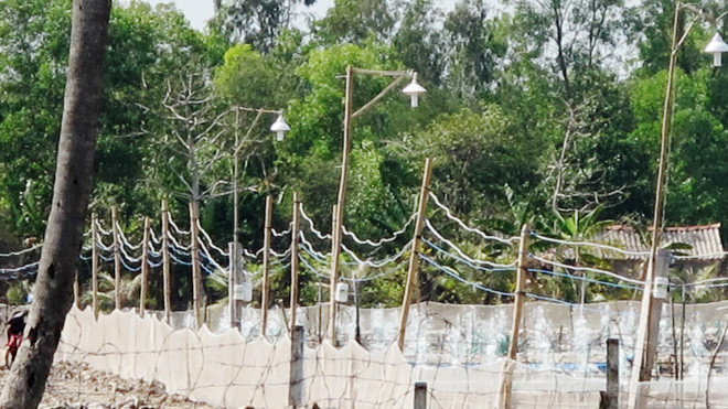 Đường dây điện ở ao nuôi tôm như mạng nhện vừa thấp vừa tạm bợ. ẢNH: TIẾN HƯNG