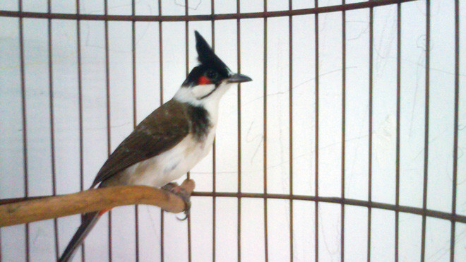 Con chào mào 75 triệu