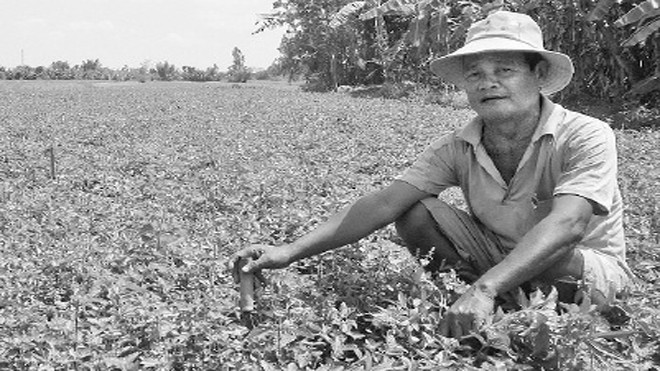 Ông Đặng Văn Triều bên ruộng sương sáo mới phá mía để trồng. ẢNH: HÒA HỘI