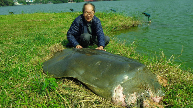 Cụ rùa nổi trong sáng nay. Ảnh: PGS.TS Hà Đình Đức cung cấp. 