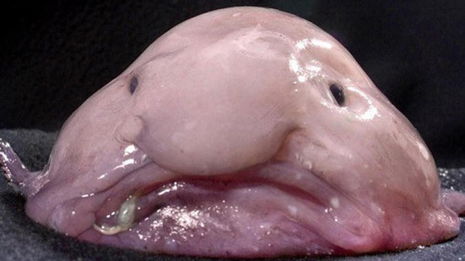 Những con vật xấu xí nhất hành tinh