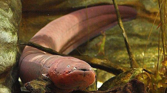 Khả năng phóng điện là lợi thế giúp cá chình điện dễ dàng bắt mồi. Ảnh: Wikipedia.