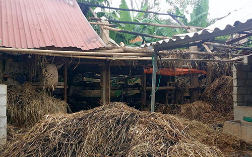 Khu vực chuồng nuôi gia súc, nơi phát hiện thi thể nam sinh Đạt. Ảnh: Đ.H