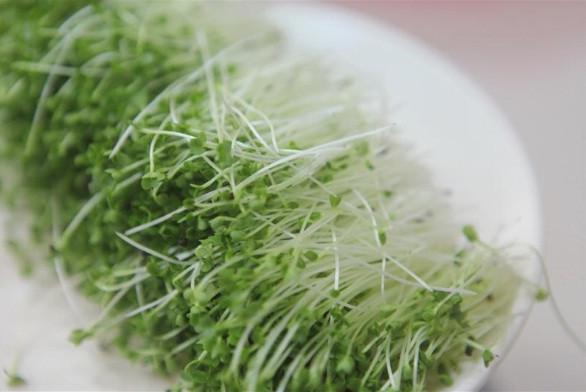 Nhiều lợi ích bất ngờ của rau mầm