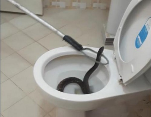 Nhân viên bắt rắn dùng dụng cụ chuyên dụng để bắt giữ con rắn chui lên từ dưới bồn cầu.