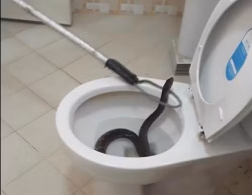 Nhân viên bắt rắn dùng dụng cụ chuyên dụng để bắt giữ con rắn chui lên từ dưới bồn cầu.