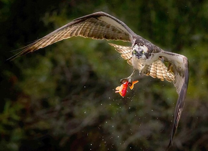 Nhiếp ảnh gia người Canada, Ramesh Chandar may mắn chộp được khoảnh khắc khi chim ưng biển săn mồi đầy ngoạn mục ở một ao nhỏ, nội thành Toronto, Canada.