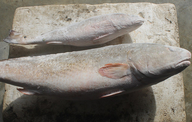 2 con cá nghi là cá sủ vàng, được thương lái trả giá bạc tỷ. Ảnh: Dân Trí.