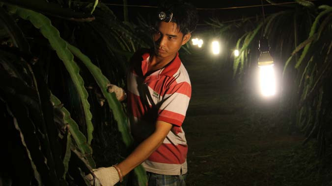 Sử dụng đèn compact kích thích thanh long ra hoa trái vụ hiệu quả tại Bình Thuận