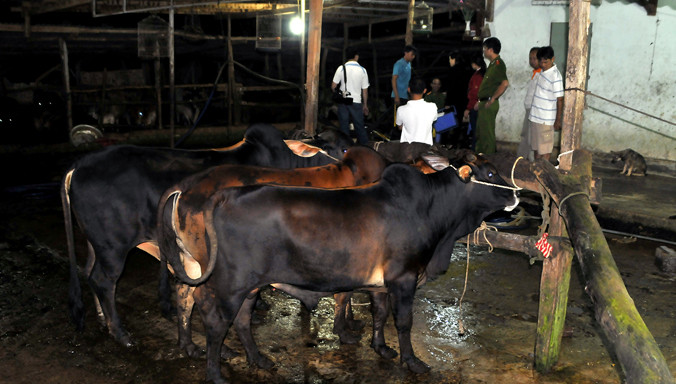 Bò bị bơm nước.