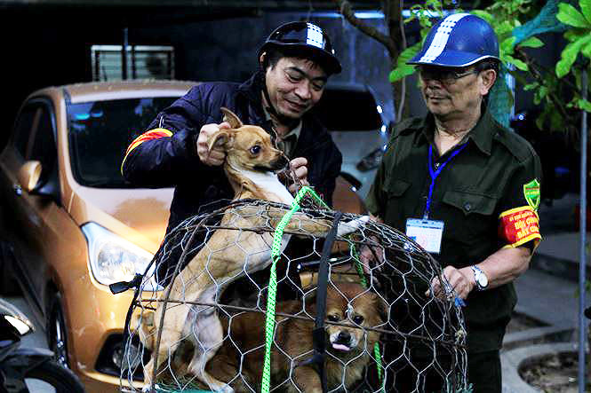Theo Lãnh đạo Chi cục Thú y Hà Nội, nếu gặp phải những chú chó cảnh có giá trị lớn, để xảy ra sự cố, đội bắt chó thả rông có thể gặp nhiều vấn đề phát sinh. Ảnh: Trường Phong 