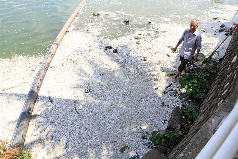 Hàng trăm bao tải chứa cá chết Hồ Tây tập kết ven đường