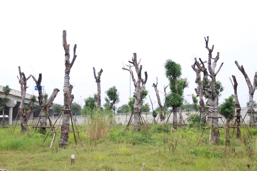 Ghi nhận của phóng viên, tại nút giao đường 5 - cầu Thanh Trì, hàng trăm cây xà cừ cổ thụ được trồng lại sau khi đánh chuyển