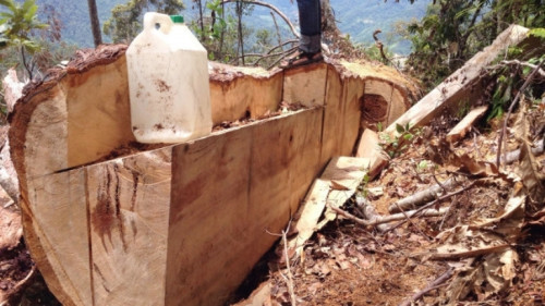  13 cây pơ mu bị đốn hạ trong khu bảo tồn thiên nhiên. 