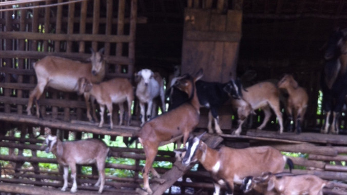Dê nuôi ở huyện miền núi Thạch Thành (Thanh Hóa). Ảnh: Hoàng Lam.