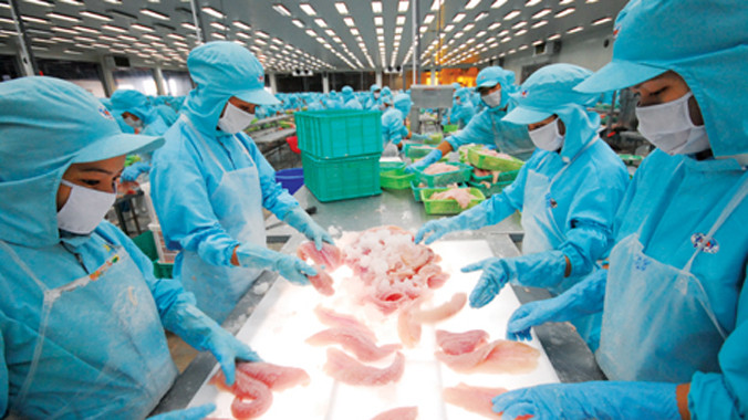 Cá tra Việt Nam đang bị “gánh” phần thuế chống bán phá giá phi lý nặng nề ở Mỹ. 