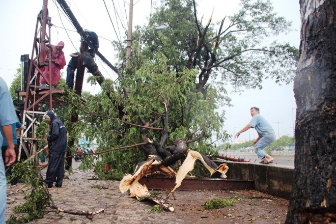Hàng loạt cây cổ thụ trên đường Bến Bình Đông bị gãy, đổ.