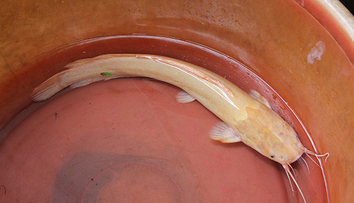 Con cá được anh Lợi bỏ vào chậu nước tại nhà.