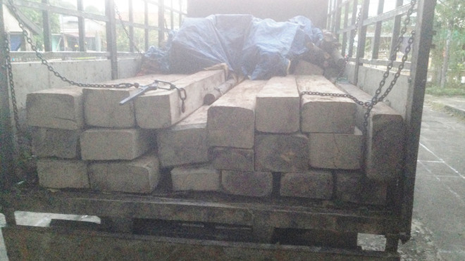 Hàng chục phách gỗ đào khai thác từ rừng sâu Nam Đông đều không có giấy tờ hợp pháp.