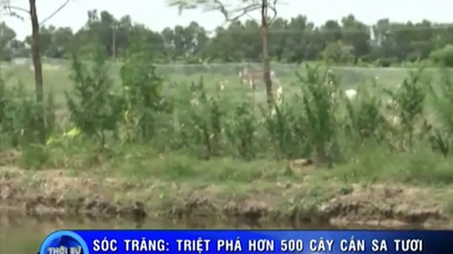 Lập trang trại cần sa để nuôi... gia cầm