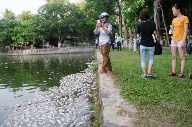 Cá chết hàng loạt, tấp vào góc hồ công viên 29/3 gây hôi thối. 