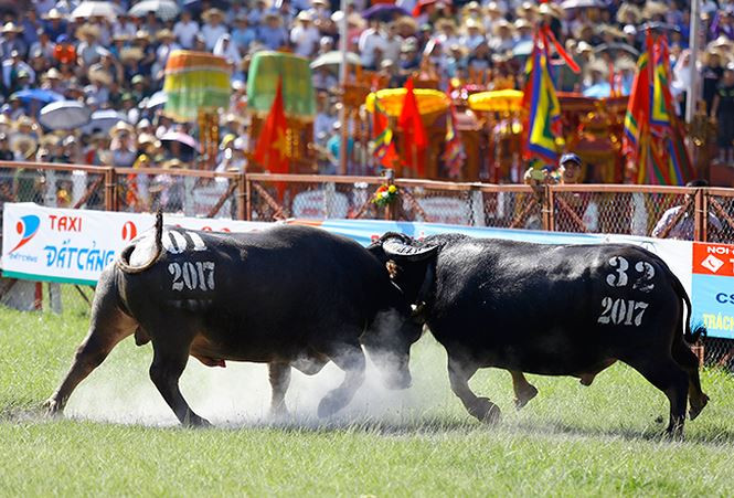 Bộ không chấp nhận phương án bán vé thu tiền ở chọi trâu Đồ Sơn. Ảnh: Tienphong