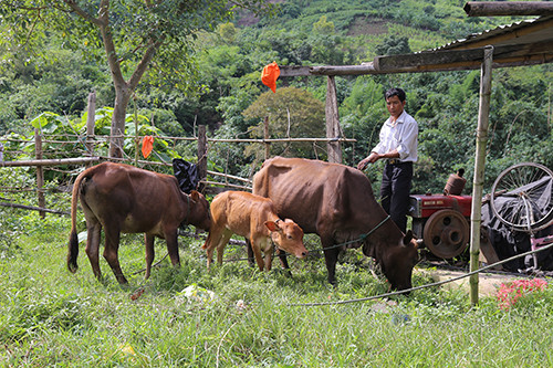 Nhờ bỏ rượu, tích cực lao động nên Hồ Ê Nót vừa mua thêm được 3 con bò và một con dê. Ảnh: Hoàng Táo/VnExpress 