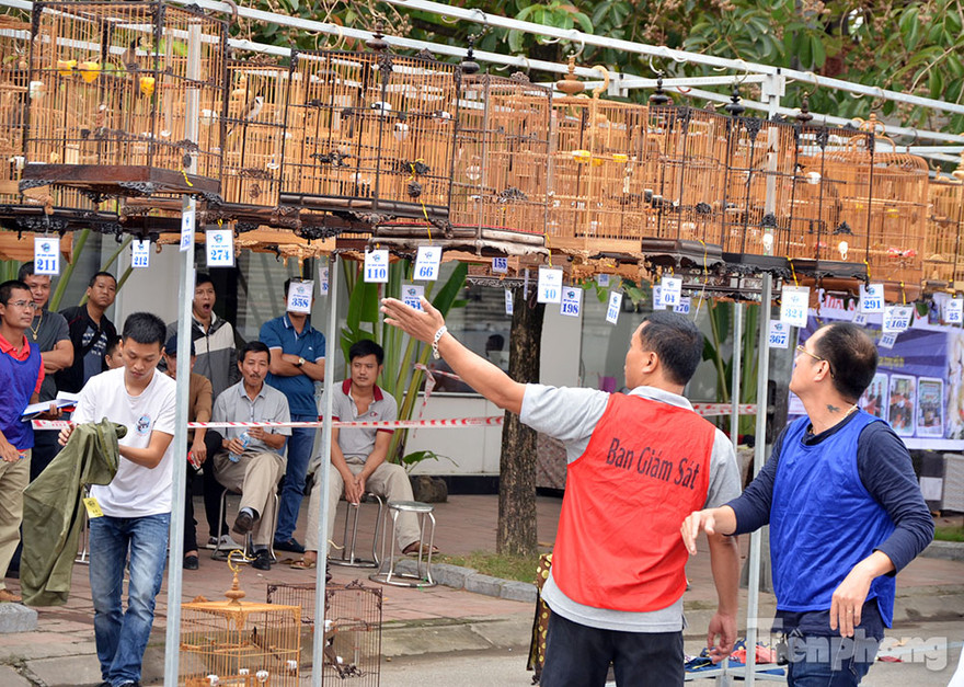 Độc đáo hội thi chim chào mào ở Thủ đô