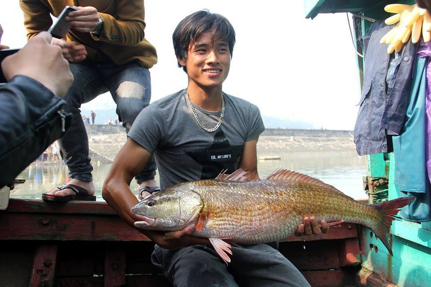 Ngư dân bắt được cá sủ vàng, thương lái trả giá hơn nửa tỷ