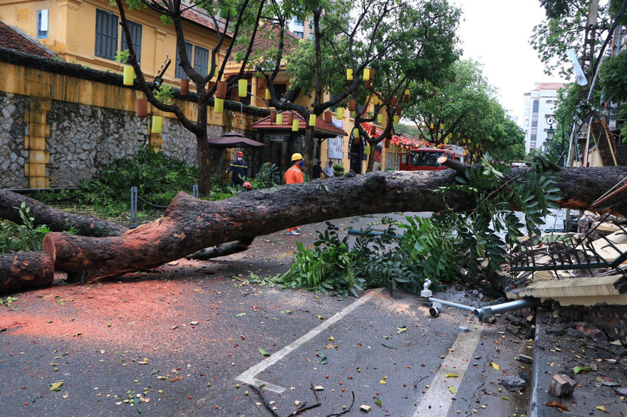 cây xà cừ đổ chắn ngang đường Hoả Lò.