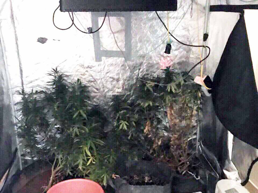 Nơi đối tượng Phú trồng cần sa.